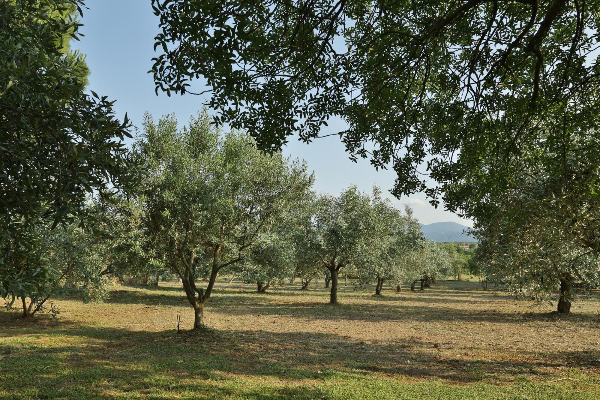 Οlives And Vines All Seasons Villa Литохоро Экстерьер фото